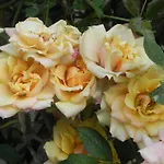 Caterina Faenza
