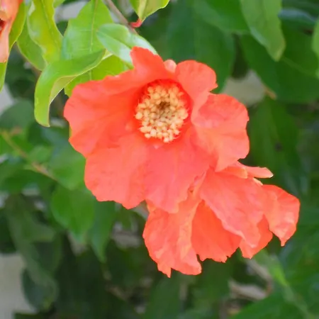 Caterina فينْتْسا