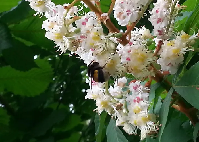 Caterina شقة فندقية فينْتْسا