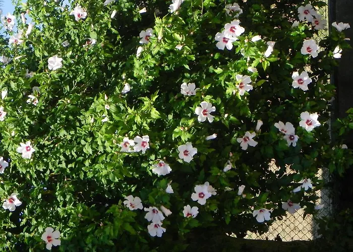 Caterina 3* فينْتْسا