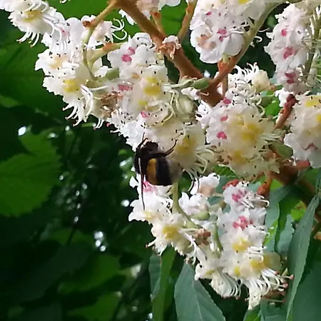 Caterina Apart-hotel Faença