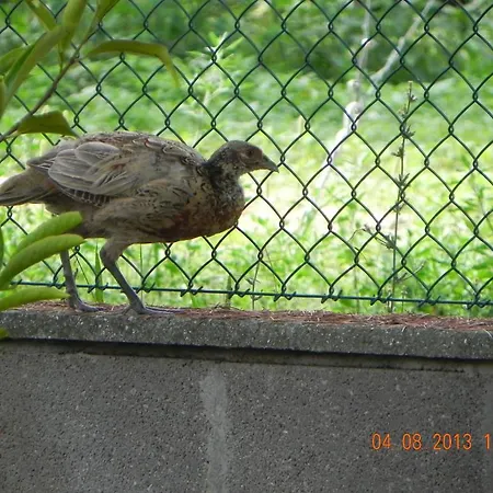 Apart-hotel Caterina