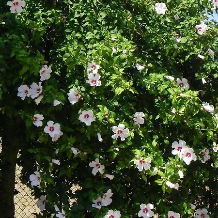 Caterina Apart-hotel