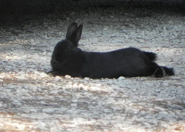 מלון דירות Caterina