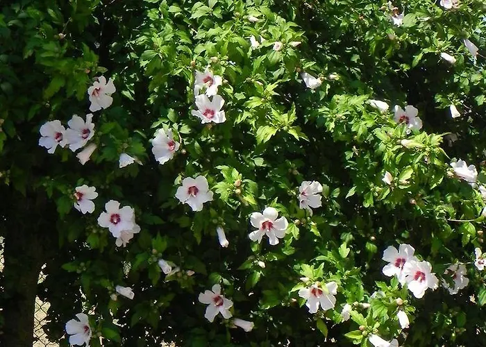 Caterina מלון דירות