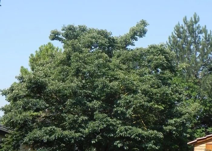 Caterina מלון דירות 3*